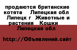 продаются британские котята  - Липецкая обл., Липецк г. Животные и растения » Кошки   . Липецкая обл.